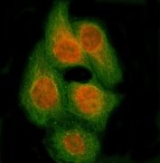 Immunofluorescent staining of FFPE human HeLa cells with RBM14 antibody (red) and Alpha Tubulin mAb (green). HIER: steam section in pH6 citrate buffer for 20 min.