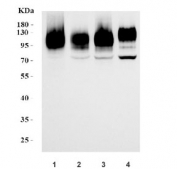 Western blot testing of human 1) U-2 OS, 2) PC-3, 3) HeLa and 4) MCF7 cell lysate with B7-H3 antibody. Expected molecular weight: 57-110 kDa depending on level of glycosylation.