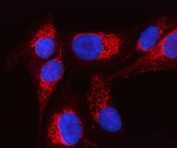 Immunofluorescent staining of FFPE human U-2 OS cells with PTPIP51 antibody (red) and DAPI nuclear stain (blue). HIER: steam section in pH6 citrate buffer for 20 min.