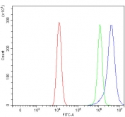 Flow cytometry testing of human HEL cells with RIMKLB antibody at 1ug/million cells (blocked with goat sera); Red=cells alone, Green=isotype control, Blue= RIMKLB antibody.