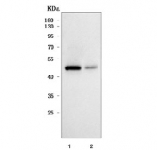 Western blot testing of human 1) HeLa and 2) U-2 OS cell lysate with RIMKLB antibody. Predicted molecular weight ~42 kDa.