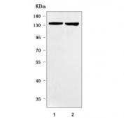 Western blot testing of human 1) 293T and 2) MCF7 cell lysate with RFX1 antibody. Predicted molecular weight ~105 kDa but can be observed at ~130 kDa.