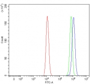 Flow cytometry testing of human HEL cells with RFX1 antibody at 1ug/million cells (blocked with goat sera); Red=cells alone, Green=isotype control, Blue= RFX1 antibody.