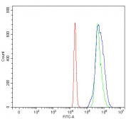 Flow cytometry testing of human HL-60 cells with RFX1 antibody at 1ug/million cells (blocked with goat sera); Red=cells alone, Green=isotype control, Blue= RFX1 antibody.