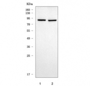 Western blot testing of 1) rat brain and 2) mouse brain tissue lysate with TRIL antibody. Predicted molecular weight ~89 kDa but may be observed at higher molecular weights due to glycosylation.