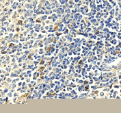 IHC staining of FFPE human tonsil tissue with Myeloperoxidase antibody, HRP-secondary and DAB substrate. HIER: boil tissue sections in pH8 EDTA for 20 min and allow to cool before testing.