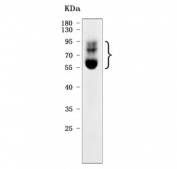 Western blot testing of human HL60 cell lysate with Myeloperoxidase antibody. Expected molecular weight: 59-64 kDa (alpha chain, may be observed at higher molecular weights due to glycosylation), 150+ kDa (glycosylated mature form).