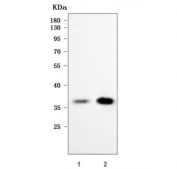 Western blot testing of 1) rat eye and 2) mouse eye tissue lysate with RLBP1 antibody. Predicted molecular weight ~36 kDa.