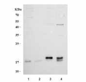 Western blot testing of 1) human K562, 2) human ThP-1, 3) rat testis and 4) mouse testis tissue lysate with Relaxin 3 antibody. Predicted molecular weight ~15 kDa.