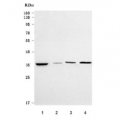 Western blot testing of 1) huma HeLa, 2) rat lung, 3) rat H9C2(2-1) and 4) mouse lung tissue lysate with ST6GALNAC4 antibody. Predicted molecular weight ~34 kDa.