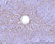 IHC staining of FFPE mouse liver tissue with RPS25 antibody. HIER: boil tissue sections in pH8 EDTA for 20 min and allow to cool before testing.
