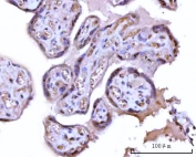 IHC staining of FFPE human placental tissue with NNP1 antibody. HIER: boil tissue sections in pH8 EDTA for 20 min and allow to cool before testing.
