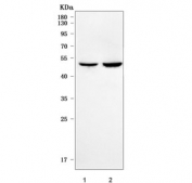 Western blot testing of human 1) HeLa and 2) 293T cell lysate with NNP1 antibody. Predicted molecular weight ~53 kDa.