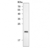 Western blot testing of human placental tissue lysate with ODAPH antibody. Predicted molecular weight ~16 kDa.