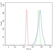 Flow cytometry testing of human HL60 cells with Ribophorin II antibody at 1ug/million cells (blocked with goat sera); Red=cells alone, Green=isotype control, Blue= Ribophorin II antibody.