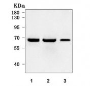 Western blot testing of human 1) ThP-1, 2) HepG2 and 3) T-47D cell lysate with Ribophorin II antibody. Predicted molecular weight ~69 kDa.