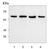 Western blot testing of human 1) HeLa, 2) K562, 3) HepG2 and 4) A549 cell lysate with Nucleoporin 54 antibody. Predicted molecular weight ~55 kDa.