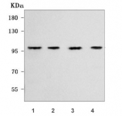 Western blot testing of human 1) HepG2, 2) RT4, 3) PC-3 and 4) A549 cell lysate with WFS1 antibody. Predicted molecular weight ~100 kDa.