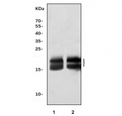 Western blot testing of 1) rat eye and 2) mouse eye tissue lysate with CRYAA antibody. Expected molecular weight: 20-23 kDa.