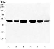 Western blot testing of 1) human HeLa, 2) human SH-SY5Y, 3) rat brain, 4) mouse brain, 5) mouse testis and 6) mouse RAW246.7 cell lysate with Otoconin 90 antibody. Predicted molecular weight ~52 kDa.