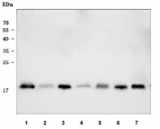 Western blot testing of 1) human HeLa, 2) human Thp-1, 3) human 293T, 4) human placenta, 5) rat ovary, 6) rat RH35 and 7) mouse NIH 3T3 cell lysate with RPS17 antibody. Predicted molecular weight ~16 kDa.
