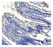 IHC staining of FFPE rat intestine tissue with CD13 antibody. HIER: boil tissue sections in pH8 EDTA for 20 min and allow to cool before testing.