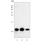 Western blot testing of human 1) HeLa, 2) 293T and 3) placental tissue lysate with RPS28 antibody. Predicted molecular weight ~8 kDa.