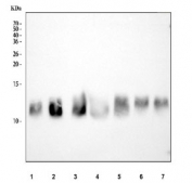 Western blot testing of 1) human HeLa, 2) human 293T, 3) human PC-3, 4) rat spleen, 5) rat PC-12, 6) mouse spleen and 7) mouse NIH 3T3 cell lysate with RPS28 antibody. Predicted molecular weight ~8 kDa.