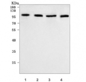 Western blot testing of 1) human Jurkat, 2) human SW620, 3) human MCF7 and 4) monkey COS-7 cell lysate with RTF1 antibody. Predicted molecular weight ~80 kDa, commonly observed at 80-100 kDa.