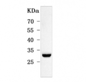 Western blot testing of mouse testis tissue lysate with ODF3 antibody. Predicted molecular weight: 15-28 kDa (multiple isoforms).