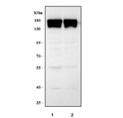 Western blot testing of mouse 1) ANA-1 and 2) RAW264.7 cell lysate with Integrin alpha M antibody. Expected molecular weight: 127~170 kDa depending on glycosylation level.