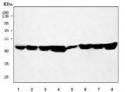 Western blot testing of 1) human Caco-2, 2) human 293T, 3) human MOLT4, 4) human HepG2, 5) rat lung, 6) rat brain, 7) mouse lung and 8) mouse brain tissue lysate with SUCLA2 antibody. Predicted molecular weight ~48 kDa.