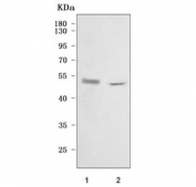 Western blot testing of mouse 1) spleen and 2) thymus tissue lysate with Cd48 antibody. Expected molecular weight: 28-50 kDa depending on glycosylation level.