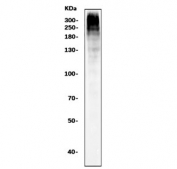 Western blot testing of human K562 cell lysate with Ki67 antibody. Predicted molecular weight ~350 kDa.