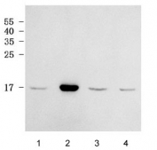 Western blot testing of human 1) HeLa, 2) MCF7, 3) ThP-1 and 4) HL60 cell lysate with RPL38 antibody. Predicted molecular weight ~8 kDa.