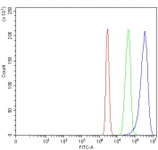 Flow cytometry testing of human 293T cells with OMP antibody at 1ug/million cells (blocked with goat sera); Red=cells alone, Green=isotype control, Blue= OMP antibody.