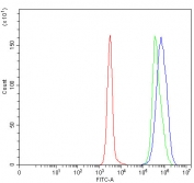 Flow cytometry testing of human Daudi cells with TMEM132B antibody at 1ug/million cells (blocked with goat sera); Red=cells alone, Green=isotype control, Blue= TMEM132B antibody.