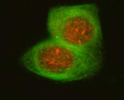 Immunofluorescent staining of FFPE human T-47D cells with OSGIN1 antibody (red) and Tubulin Beta mAb (green). HIER: steam section in pH6 citrate buffer for 20 min.