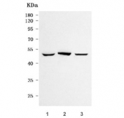 Western blot testing of human 1) HepG2, 2) T-47D and 3) A549 cell lysate with OSGIN1 antibody. Predicted molecular weight ~52 kDa.