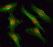 Immunofluorescent staining of FFPE human U-87 MG cells with RSBN1 antibody (red) and Beta Tubulin mAb (green). HIER: steam section in pH6 citrate buffer for 20 min.