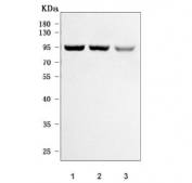 Western blot testing of human 1) MCF7, 2) MOLT4 and 3) K562 cell lysate with RSBN1 antibody. Predicted molecular weight ~90 kDa.
