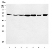 Western blot testing of 1) rat brain, 2) rat kidney, 3) rat heart, 4) rat RH35, 5) mouse brain, 6) mouse heart and 7) mouse C2C12 cell lysate with Rsl1d1 antibody. Predicted molecular weight ~55 kDa, commonly observed at 55-70 kDa.