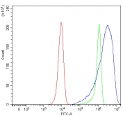 Flow cytometry testing of human HeLa cells with PACSIN2 antibody at 1ug/million cells (blocked with goat sera); Red=cells alone, Green=isotype control, Blue= PACSIN2 antibody.