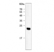 Western blot testing of human placental tissue with PP14 antibody. Predicted molecular weight ~21 kDa but may be observed at higher molecular weights due to glycosylation.