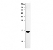 Western blot testing of human MCF7 cell lysate with PATE1 antibody. Predicted molecular weight ~14 kDa.