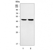 Western blot testing of human 1) Ramos and 2) Daudi cell lysate with PAX5 antibody. Predicted molecular weight ~42 kDa.