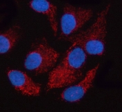Immunofluorescent staining of FFPE human HeLa cells with OXCT2 antibody (red) and DAPI nuclear stain (blue). HIER: steam section in pH6 citrate buffer for 20 min.