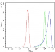 Flow cytometry testing of human HeLa cells with OXCT2 antibody at 1ug/million cells (blocked with goat sera); Red=cells alone, Green=isotype control, Blue= OXCT2 antibody.