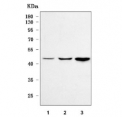 Western blot testing of 1) human HeLa, 2) human HepG2 and 3) rat heart tissue lysate with OXSM antibody. Predicted molecular weight ~40/49 kDa (two isoforms).