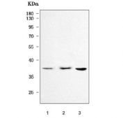 Western blot testing of 1) human MCF7, 2) human 293T and 3) RAW264.7 cell lysate with TMEM30B antibody. Predicted molecular weight ~39 kDa.